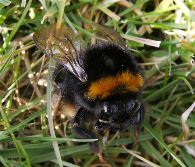 RMCP nature walk Bumble Bee close up