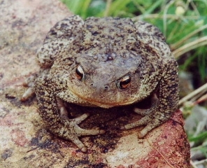 TOAD