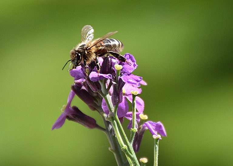 Planting for Insects and Drought The Romney Marsh Countryside Partnership