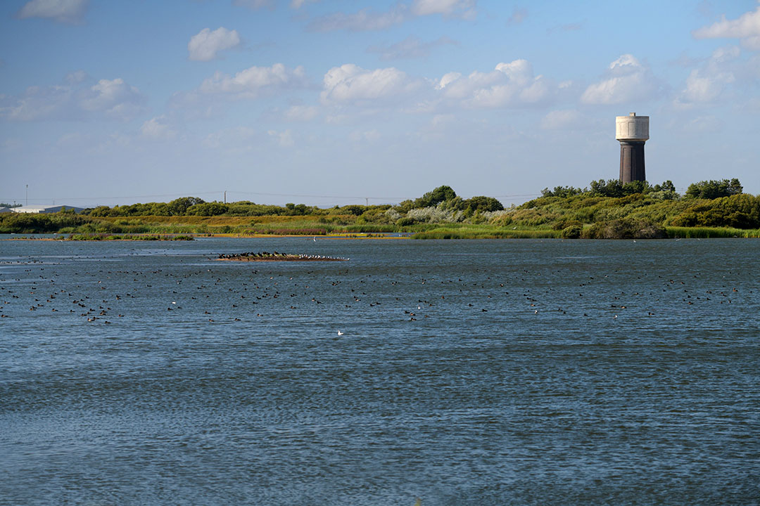 DSN_1311_dungeness_small