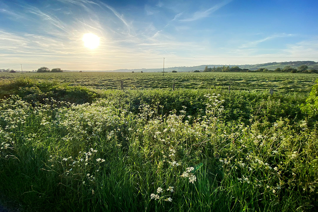 Romney_Marsh_IMG_1618 View across Romney Marsh while cycling