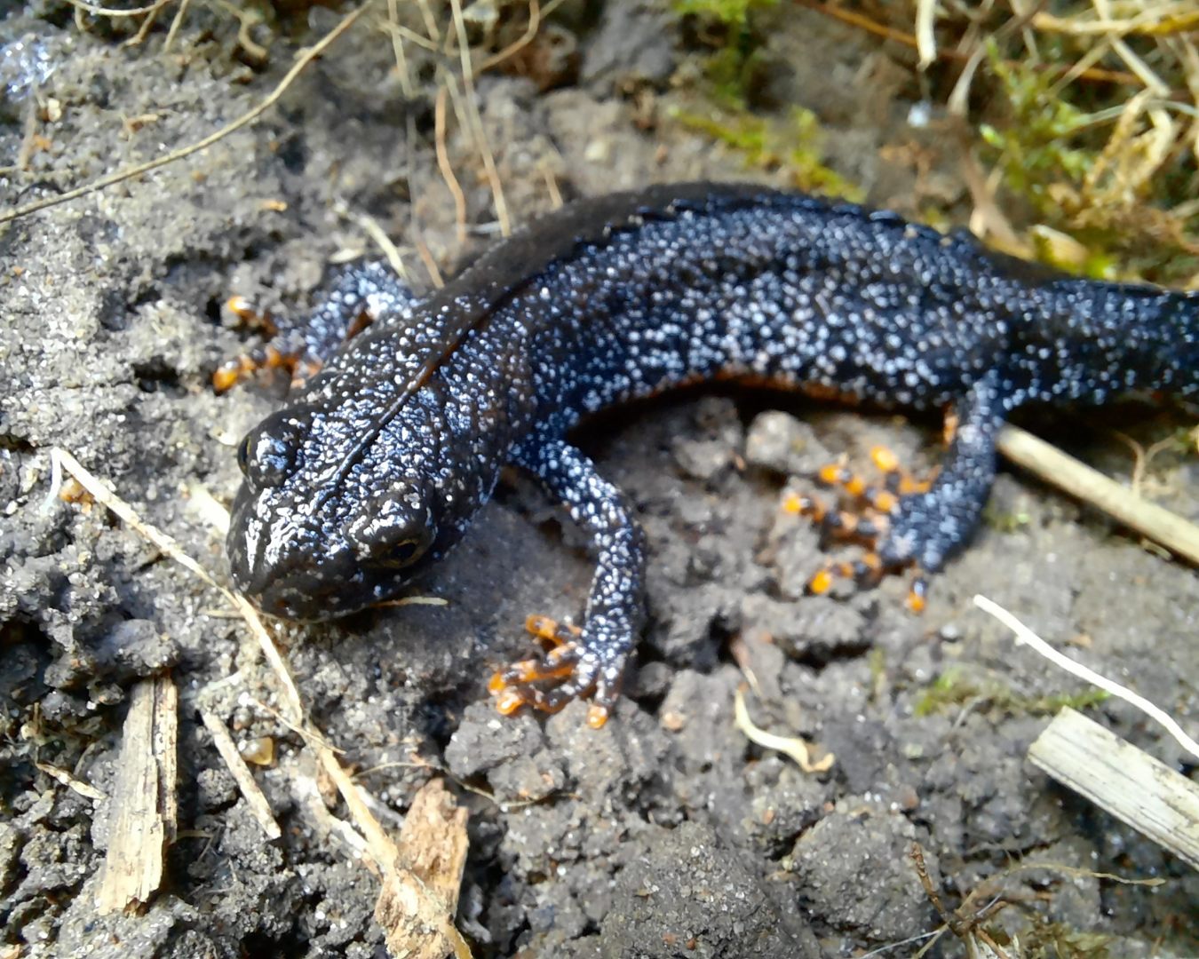 Newt Newt